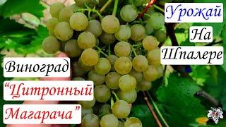 Урожай и особенности выращивания винограда Цитронный Магарача на шпалере