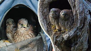 Wild Kestrels Adopt 2 Rescue Chicks | Rescued & Returned to the Wild | Robert E Fuller