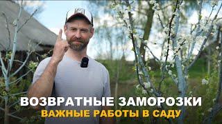 ОЖИДАЮТСЯ ВОЗВРАТНЫЕ ЗАМОРОЗКИ. Как защитить сад и огород от возвратных заморозков.