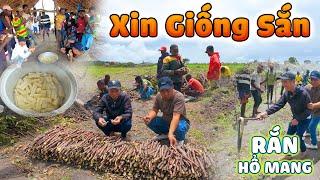 Gặp Ngay " Rắn Hổ Mang" Siêu Độc Khi "Xin Giống Sắn" Tại Trang Trại Đông Paulo || Team Huyền Thoại.