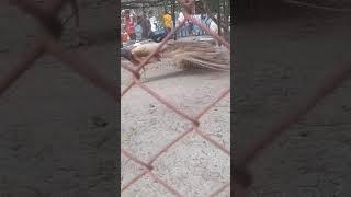 TAMAN SATWA SIANTAR SUMUT