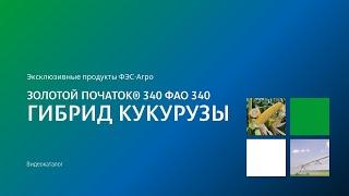 Гибрид кукурузы Золотой початок® 340