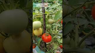 Shorts - 60-Second Gardening Tips You Need to Know!  (Ankit Terrace Gardening)