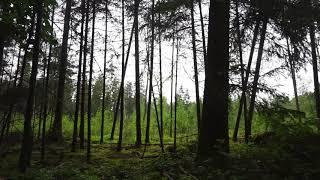 Regen im Wald - Entspannung - Natur