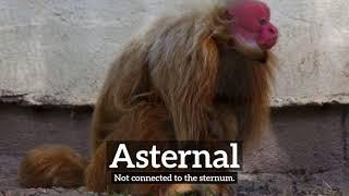 What is Asternal? | How to Say Asternal in English? | How Does Asternal Look?