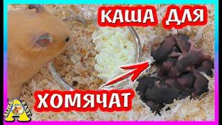 Первый прикорм Хомячат / Чем Кормить Хомячат? / Alisa Easy Pets