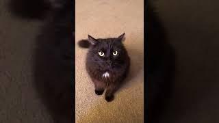 Maxwell Black Cat Whines and Attacks Camera