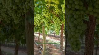Is green grapes actually good for blood pressure