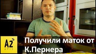 О матках #Карника от Karl #Perner (Австрия)