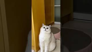 Don’t perform magic in front of your cat. 🪄
