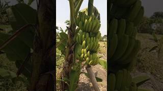 Pisang cavendish terpendek viral#budidaya#pertanian#viralvideo#music#fajasekale