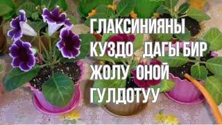 Глоксиния гулу#глоксиниягулу#болмогулдору#гулдор#гулгокамкоруу#гулсугаруу#глаксиния