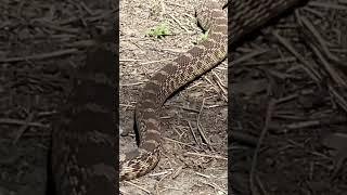 What Would You Do If You Saw This?  #shortsvideo #subscribe #viralnature
