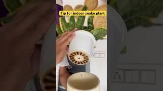Tip for indoor snake plant #gardeningwithnanav #plantcare #shorts #youtubeshorts