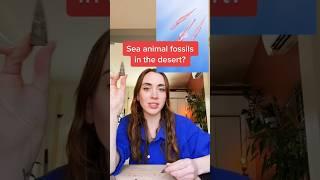 How did this squid-like fossil end up in the desert of Wyoming? #geologist #fossils #geology #rocks