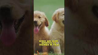 How can prolonged absence of owners affect the emotional health of their pets? #Pets #petlover #ai