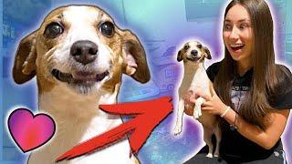 ВСТРЕЧА СОБАКИ и ХОЗЯИНА ПОСЛЕ ДОЛГОЙ РАЗЛУКИ | Elli Di Pets