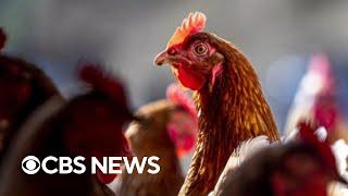 What to know about the human cases of bird flu case detected so far