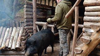 Building a house in the forest for the boar Yasha | Forest farm Yashino | bushcraft.