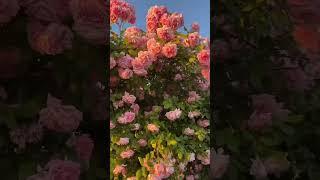 Pink miracle!#shorts #sochi #russia #roses #citybythesea