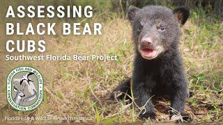 Assessing Black Bear Cubs - Southwest Florida Bear Project