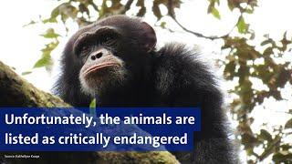 Genetics as a Conservation Tool for Endangered Chimpanzees  | UZH Spotlight