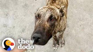 Man Saves Mama Pittie Who's Too Sick To Even Feed Her Babies | The Dodo