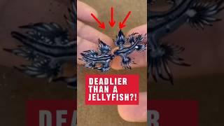 Why Is This Cute Slug DEADLIER Than a Jellyfish?  #shorts