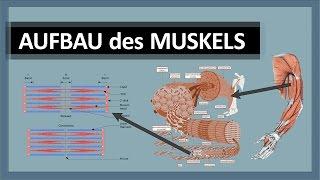 Muskelanatomie - Aufbau des Muskels - Skelettmuskulatur im Detail - Aktin, Myosin & Z-Scheiben