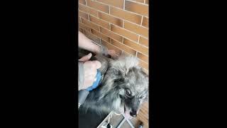 ADB Petite Brushing a double coated dog very thoroughly