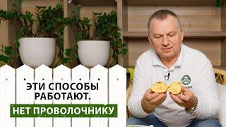 Эффективные способы защиты картофеля от проволочника