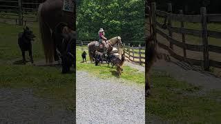 #rockymountainhorse #beauceron #germanshepherd #collie #dogs #horses #training