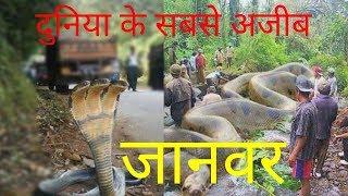 दुनिया के जनवर जो है सबसे अलग||Amazing facts about animals( हिंदी) youtube