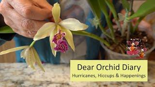 Orchid Diary:  Hurricane Beryl, Orchid Hiccups and Life Happenings | The Challenging Growing Season!