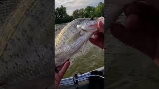 CRAPPIE CATCH AND RELEASE