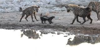 HYENAS VS HONEY BADGER 4K VIDEO (SHOT WITH 1DX MARK II & CANON 600MM #ETOSHANATIONALPARK #NAMIBIA