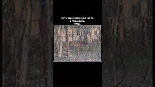 Поселение где-то в ЧЗО. #old #chernobyl #чернобыль #сталкер #scp #90s