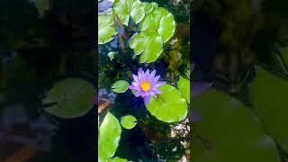 Purple thai water lily. Фиолетовая тайская водяная лилия