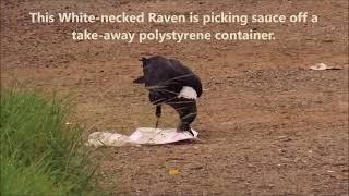 White-necked Raven eating plastic litter