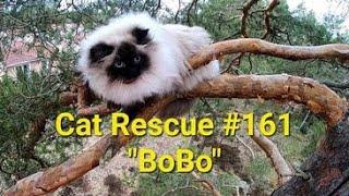 Cat Rescue #161 "BoBo"