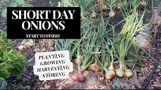 Short Day Onions from START TO FINISH: Planting, Growing, Harvesting, and Storing