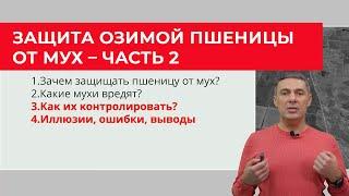 Осенняя защита озимой пшеницы от мух – часть 2 | Сергий Ризанов | Агроном