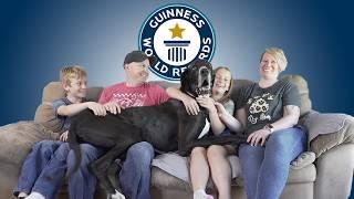 NEW: Great Dane Crowned World's Tallest Dog - Guinness World Records