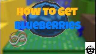 How To Farm Blueberries In Bee Swarm Simulator (20k in 5 nights)