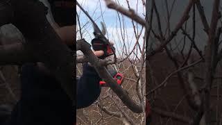 Обрезка сливы на пенёк.