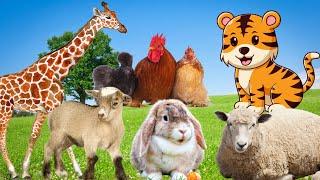 Relaxing animal sounds: chicken, sheep, cat, pig, tiger,...