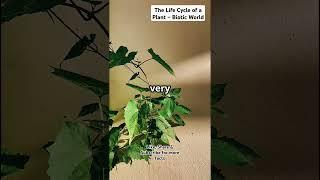 The Life Cycle of a Plant – Biotic World #facts #science #physiologically #seedtoplant #growth