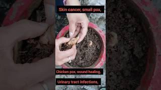 Turmeric plant grow with easy steps# medicinal plants#youtubeshorts #shorts #shreeji creative garden