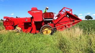 Massey Ferguson 30-6 bei der Weizenernte in Fürstenfeld