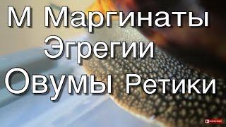 ВСЕ МОИ УЛИТКИ АХАТИНЫ И АРХАХАТИНЫ. САМАЯ ЧЁРНАЯ И САМАЯ БЕЛАЯ МОЯ УЛИТКА